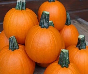 Annabelle F1 PMT kleine halloweenpompoen 50 zaden, Ophalen of Verzenden, Nieuw