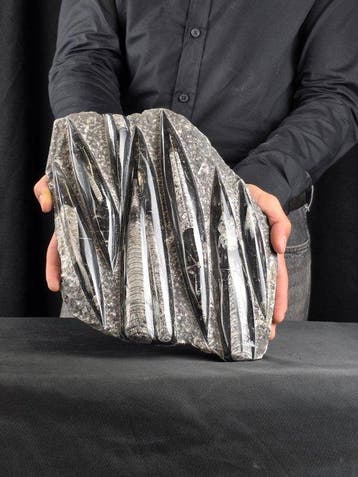 Orthoceras - Gefossiliseerd dier - 29 cm - 22.5 cm (Zonder