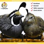 Calafornische Kuifkwartels - Koppels te Koop - Veel Keus, Dieren en Toebehoren, Meerdere dieren, Overige soorten