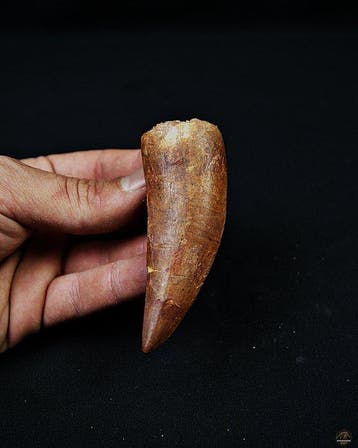 Dinosaurus - Fossiele tand - Carcharodontosaurus saharicus -