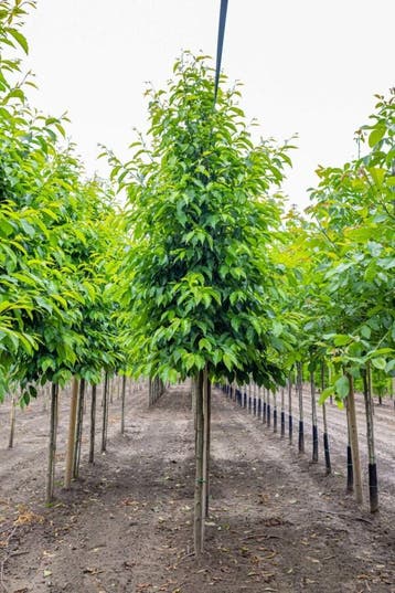 Alnus spaethii hoogstam