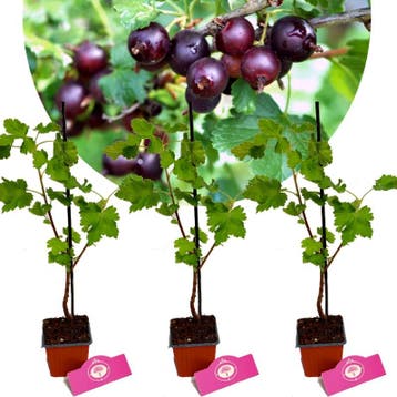 Ribes × nidigrolaria Jostaberry + Pot 9cm 3 st, Verzenden, Halfschaduw