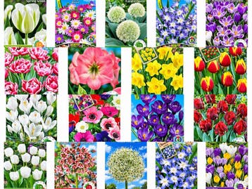 GROTE BLOEMBOLLEN UITVERKOOP GRATIS VERZending vanaf €20, Verzenden, Najaar, Halfschaduw, Bloembol