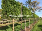 Groenblijvende leibomen leilaurier photinia leibeuk leilinde, Ophalen