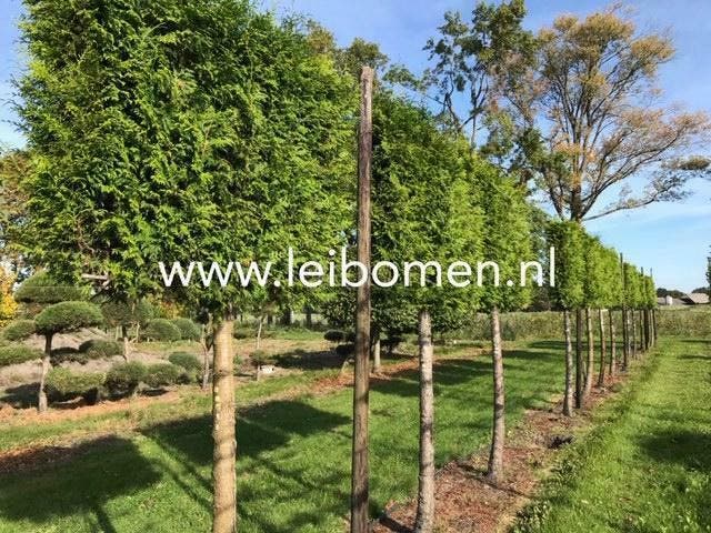 Groenblijvende leibomen leilaurier photinia leibeuk leilinde, Tuin en Terras, Planten | Bomen, Ophalen