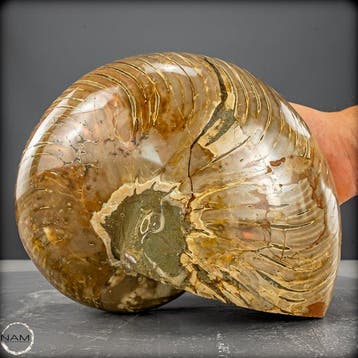 Natuurlijk Nautilus Fossil - Breedte: 12.5 cm- 4504.14 g, Verzamelen