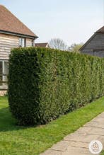 Thuja Plicata Martin 150-175 cm