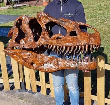 Dinosaurus Schedel - 1:1 Allosaurus Skull 83cm Museum