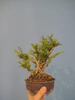 bonsai van kamperfoelie - Hoogte (boom): 15 cm - Diepte, Antiek en Kunst