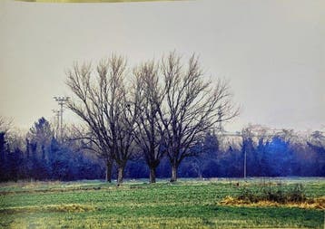 Abbas Gharib - Trees (Alberi)