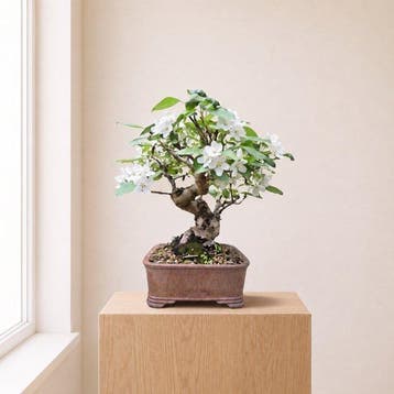 Bonsai Appel (Malus) - Hoogte (boom): 37 cm - Diepte (boom):, Antiek en Kunst