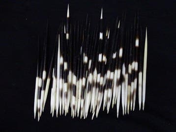 Cape Porcupine Quills - Taxidermie volledige montage -