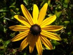 Gele zonnehoed Rudbeckia Goldsturm P9, Ophalen of Verzenden, Zomer, Vaste plant, Volle zon
