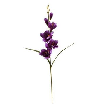 Gladiool Paars Zijdenbloem 60 cm per stuk, Ophalen of Verzenden, Nieuw