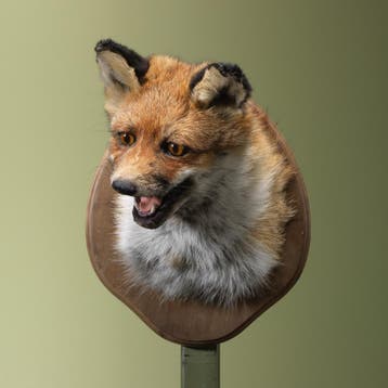 Vos Taxidermie Opgezette Dieren By Max, Verzamelen, Ophalen of Verzenden, Nieuw, Wild dier, Opgezet dier