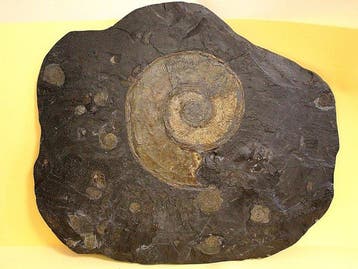 49 cm Slab met meerdere ammonieten – Groot, Verzamelen, Mineralen en Fossielen