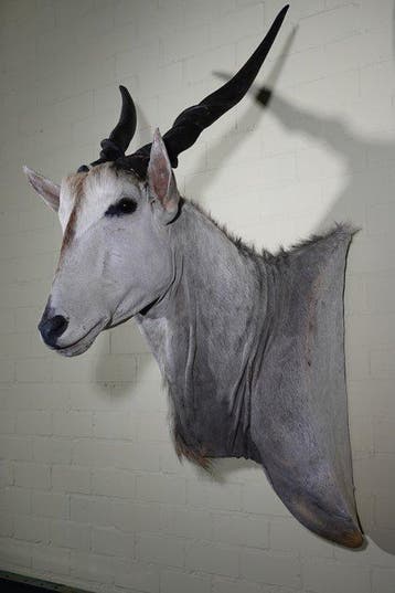 Large Safari head-mount Taxidermie wandmontage - Eland -