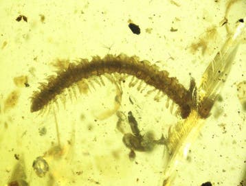 Birmese barnsteen - Barnsteen - Burmese Amber with Fossil, Verzamelen