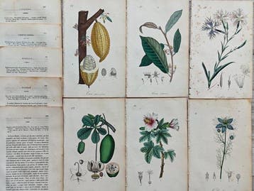 Felice Cassone (1815/ 1854) - Lot. of 14 sheets - Cacao,