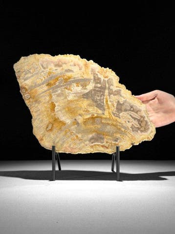 Prachtige snede van versteend hout op een op maat gemaakte