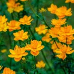 Trollius chinensis Golden Queen - Wortelgoed - 5 stuks, Verzenden