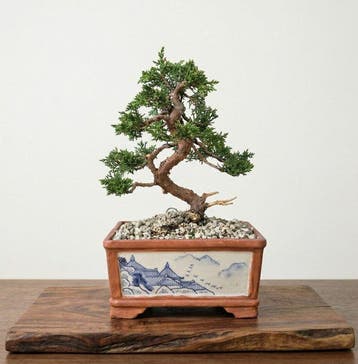 Bonsai van Kishu-juniper in een handgetekende pot - Hoogte