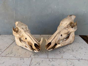 Wild zwijn Taxidermie volledige montage - Sus scrofa - 35 cm
