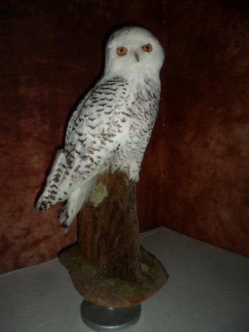 Sneeuwuil Taxidermie volledige montage - Nyctea scandiaca -, Nieuw