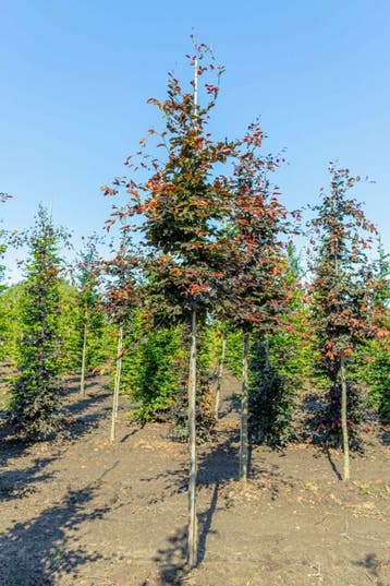 Fagus sylvatica Atropunicea hoogstam 14/16