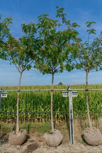 Albizia julibrissin Ombrella hoogstam 18/20