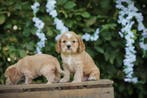Creme Cocker Spaniel pups te koop, Parvo, België, 8 tot 15 weken, Meerdere