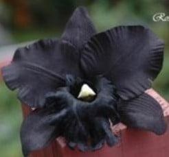 Zwarte Orchidee Zijden bloem, Hobby en Vrije tijd, Knutselen, Nieuw, Ophalen of Verzenden