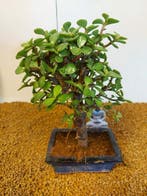 Jade bonsai (Crassula/Portulacaria) - Hoogte (boom): 27 cm -