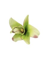 Collectif, Orchid Pinup Hairclip in Green., Verzenden, Nieuw