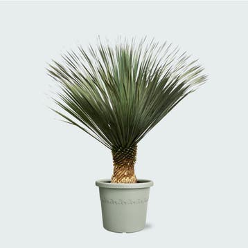 Green Bubble - Yucca Rostrata - 160cm - Ø50 cm, Ophalen of Verzenden
