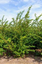 Prunus Accolade meerstammig 400-450