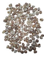 Pull Muttai Schelpen Naturel 500 gram, Ophalen of Verzenden, Nieuw