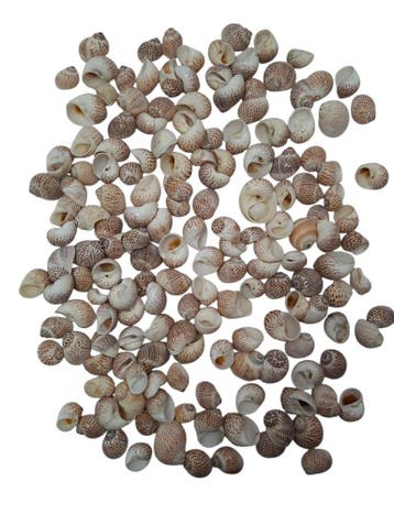 Pull Muttai Schelpen Naturel 500 gram, Ophalen of Verzenden, Nieuw