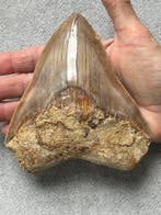 Grote Megalodon-tand 13,7 cm - Fossiele tand - Carcharocles