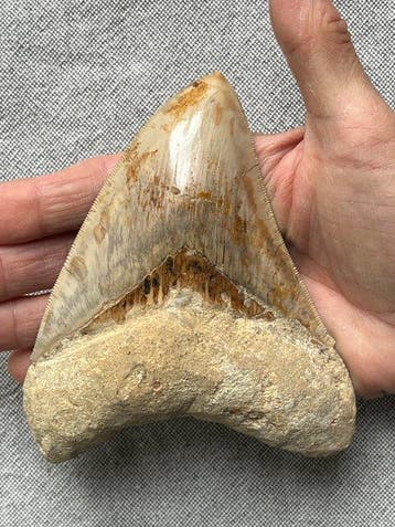 Groot Megalodon-tand, 13,0 cm - Fossiele tand - Carcharocles