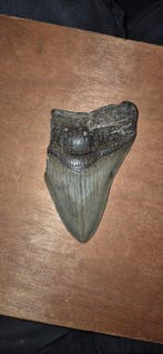 Megalodon - Fossiele tand - 11 cm - 5 cm (Zonder