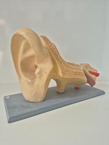 Anatomisch model - Gips, Hout - 1950-1960 - Groot anatomisch