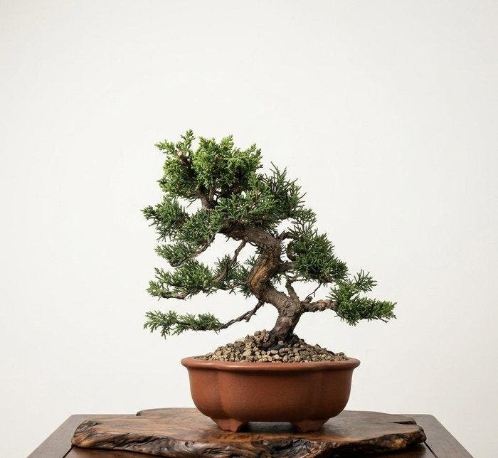 Bonsai van Jeneverbes Kishu - Hoogte (boom): 25 cm - Diepte, Antiek en Kunst, Curiosa en Brocante