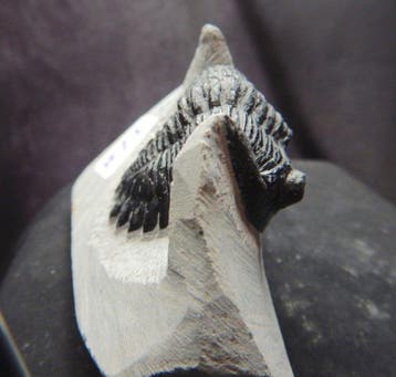 Fossiel - Fossiel skelet - Hollardops mescoristata - 7 cm