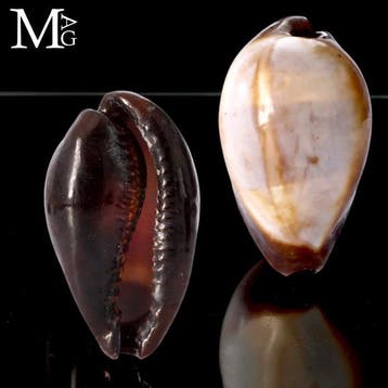 Erronea Onyx - Vietnam - 46 mm - Verzamelbare cowrie-schelp