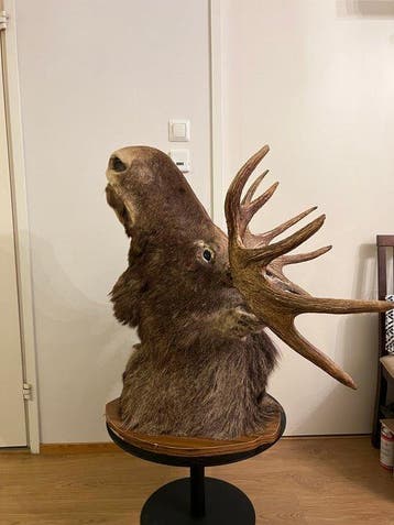 Eland Taxidermie wandmontage - Alces alces - 90 cm - 86 cm -, Verzamelen, Nieuw