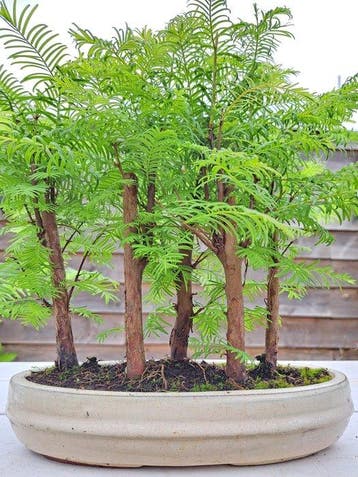 metasequoia bonsai in bonsaischaal - Hoogte (boom): 27 cm -