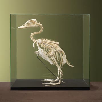 Booteend Skelet Taxidermie Opgezette Dieren By Max, Ophalen of Verzenden, Nieuw, Vogel, Opgezet dier