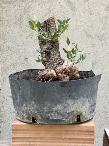 Olijf bonsai (Olea europaea) - Hoogte (boom): 25 cm - Diepte