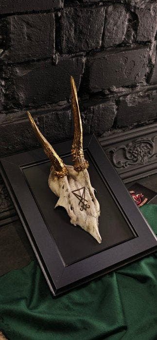 Ree Gesneden schedel - Caproleus caproleus - 15 cm - 11 cm -, Antiek en Kunst